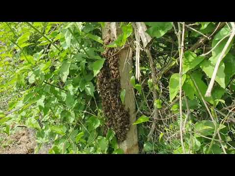Видео: Залових пчелен рой с РЪЦЕ!