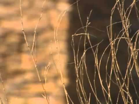 Видео: "История одного шедевра" - "Козы Корпеш Баян Сулу"