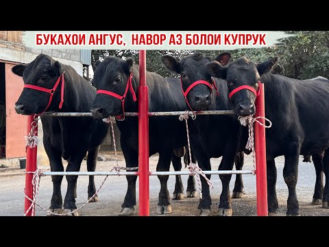 Видео: БУКАЧАХОИ АНГУС НАВОРИ НАВ АЗ БОЛОИ КУПРУК 14 сентября 2025 г.