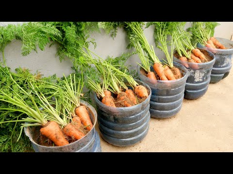 Видео: Вырастить морковь в пластиковых бутылках несложно, луковицы большие и красивые