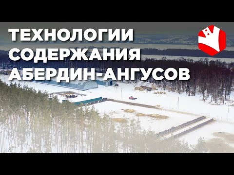 Видео: Технологии содержания абердин-ангусов | Содержание коров | Мясное животноводство