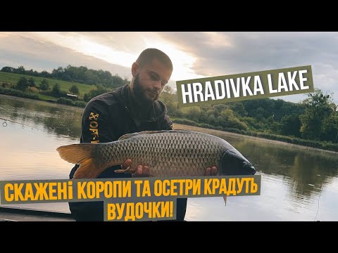 Видео: Шалені коропи та осетри крадуть вудочки! Риболовля на Градівці