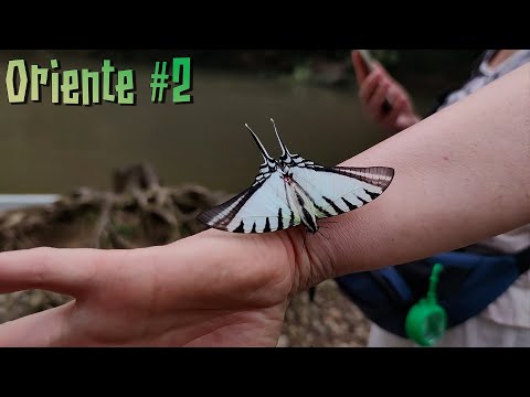 Видео: Ориенте (Амазонка) #2 - Все глубже в лес