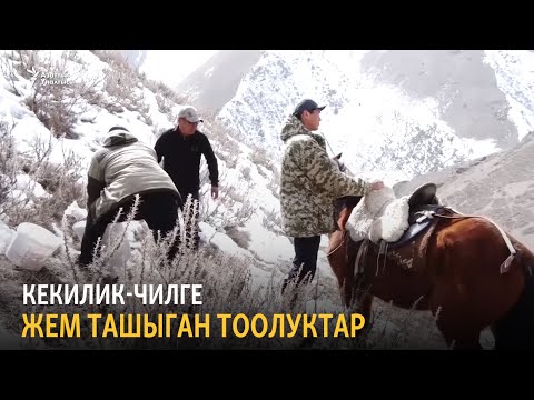 Видео: Кекилик-чилге жем ташыган тоолуктар