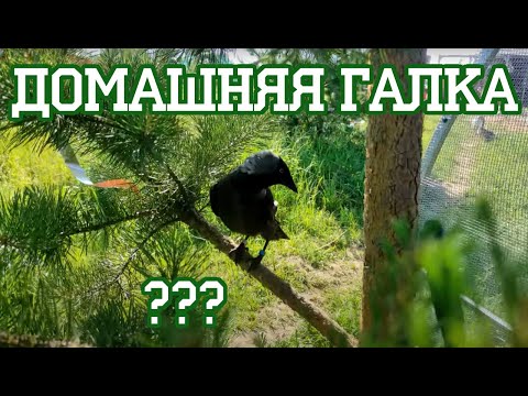 Видео: Бездомный дятел