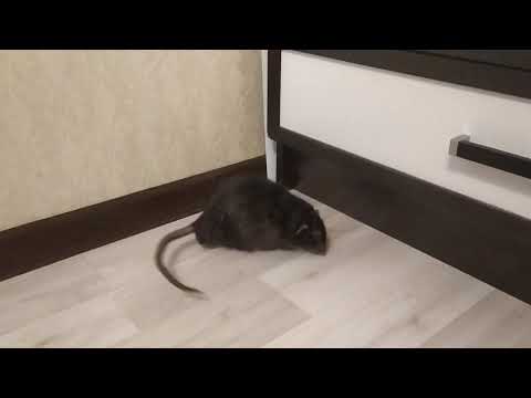 Видео: КАК ОТУЧИТЬ КРЫСУ КУСАТЬСЯ