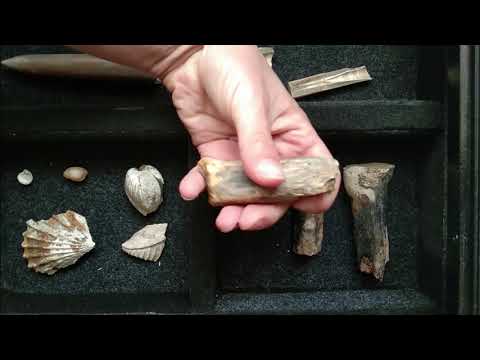 Видео: Окаменелости Рязанской области