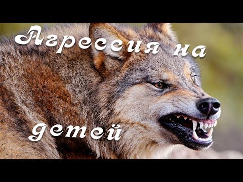 Видео: АГРЕССИЯ НА ДЕТЕЙ.