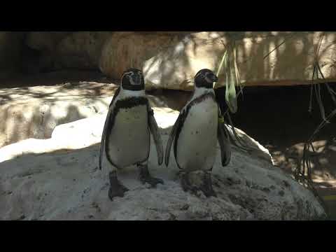 Видео: Кирьят Моцкин Зоопарк
