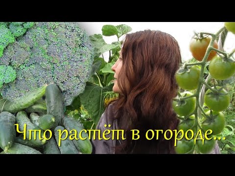 Видео: Когда срезать брокколи. Экскурсия по огороду. Что растет в огороде.