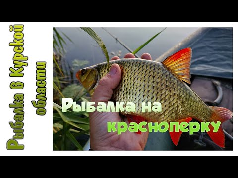 Видео: Ловля красноперки на кузнечика снастью с водоналивным поплавком