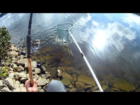 Видео: Ведро СИГА на ПОПЛАВОК.Вот это Рыбалка.ВОДА КИПИТ