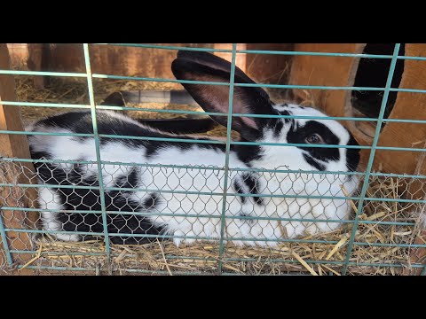 Видео: ОСМОТР КРОЛИКОВ 🐰СОДЕРЖАНИЕ КРОЛИКОВ🐇