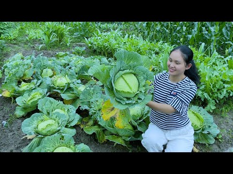 Видео: Попробуйте этот метод с капустой, цвет и вкус готовы, Yike берет один укус