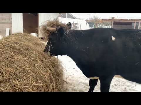 Видео: Сколько денег приносит корова. Бизнес на молоке 🤣