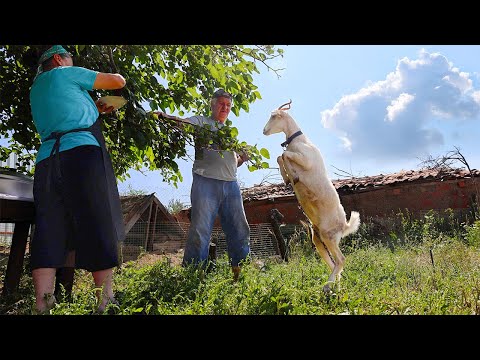 Видео: Любовь к жизни с животными. Жизнь пары в отдалённой деревне далеко от цивилизации