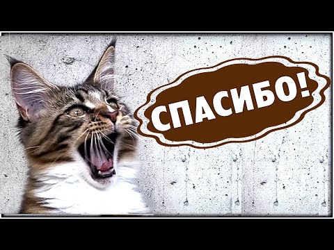 Видео: Выручаем кошку Анфиску. Котята мейн куны, история 42