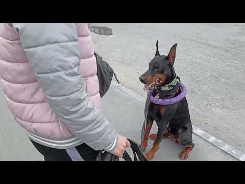 Видео: 269. Дрессировка добермана в общественных местах.
