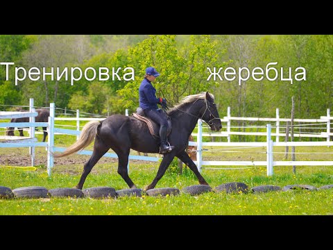 Видео: Тренировка молодого жеребца производителя. Яхонт.