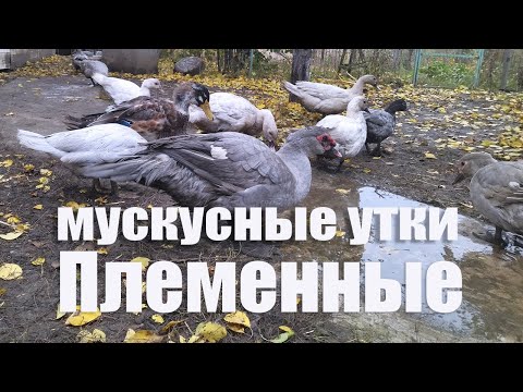 Видео: Можно ли мускусных уток кормить комбикормом для бройлера.   Какие неприятности вы можете получить