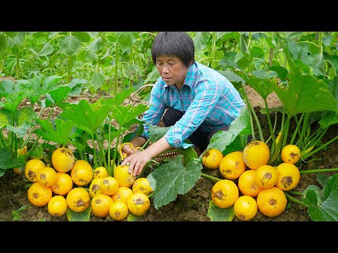 Видео: Золотые кабачки и тыква, бабушка готовит тертую лимонную курицу с креветками