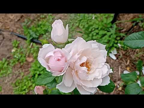 Видео: Цветут мои розы! 200 роз 31 августа 2022 года.