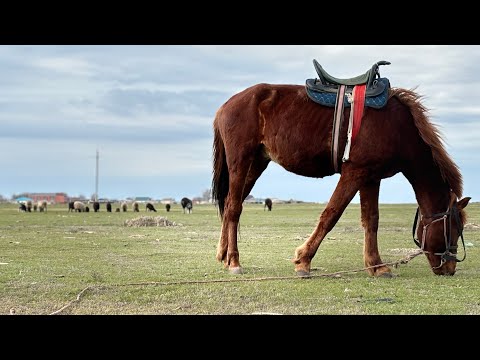 Видео: МОЙ ПЕРВЫЙ ДЕНЬ ПАСТУХОМ: ЧТО ЗНАЧИТ ПАСТИ ОВЕЦ В СТЕПИ?