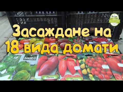 Видео: Засаждане на 18 вида домат с необичайна форма и шарка.