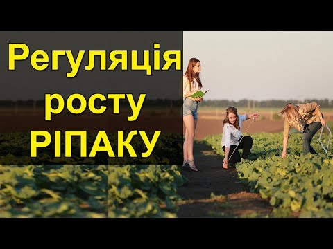 Видео: Рост-регуляция рапса осенью