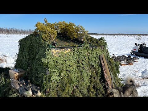 Видео: ПОДГОТОВКА К ОХОТЕ НА ГУСЕЙ 2025 ! ОЛЕНИ БЕГУТ ВЕРХОМ ПО НАСТУ ! ЗАВОЗИМ  НОВЫЙ СКРАДОК ! ВЕСНА 2025