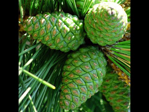 Видео: 5 РЕЦЕПТОВ из ШИШЕК СОСНЫ.