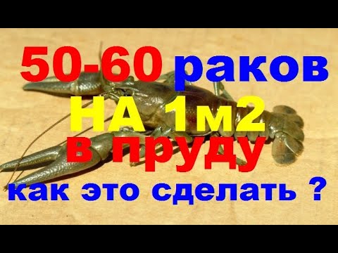 Видео: 50-60 РАКОВ НА 1м2 В ПРУДУ, КАК ЭТО СДЕЛАТЬ