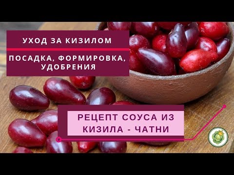 Видео: Как вырастить кизил в саду - посадка и уход//Рецепт заготовки кизила на зиму - чатни