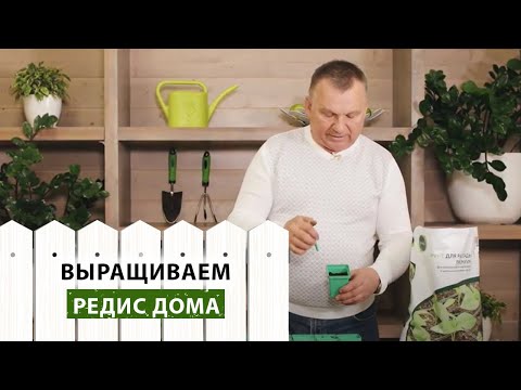 Видео: Выращивание редиса в домашних условиях