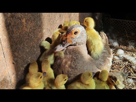 Видео: Выращиваем поздних утят - секреты успеха//Кормление и витаминные добавки