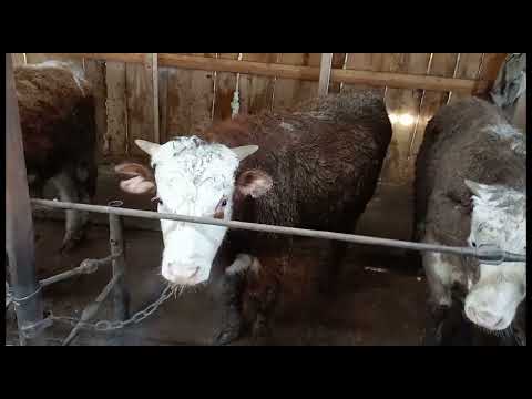 Видео: Бұқаны қораға кірген уақыты/ Қораның +-//