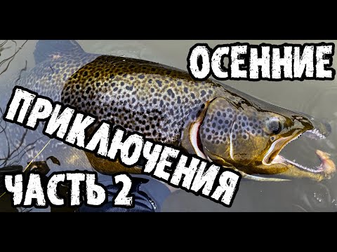 Видео: Охота за королем реки, осенние приключения, часть 2, резим сети брэков.