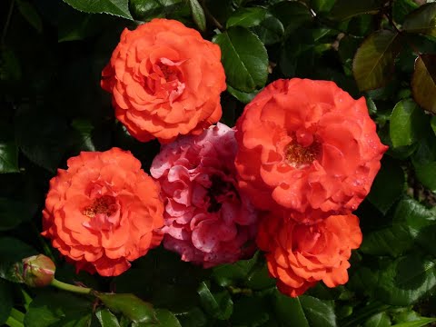 Видео: ОПИСАНИЕ  розовых кустов на 24.06.20г(ЧАСТЬ 1) .Новый способ подкормки на лицо на 10:38мин,см.ниже.