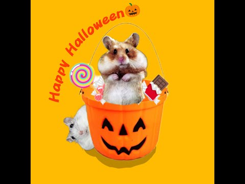 Видео: ХОМЯЧКИ и Halloween! Halloween hamsters