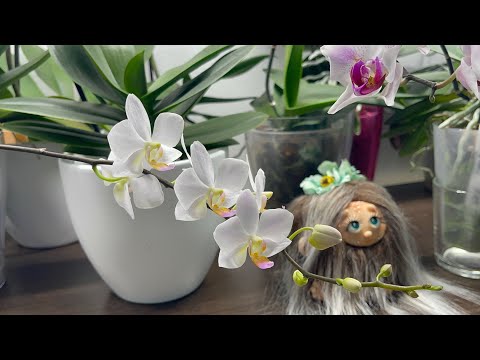 Видео: Орхидеи. Апрель 2025🌸🌸🌸