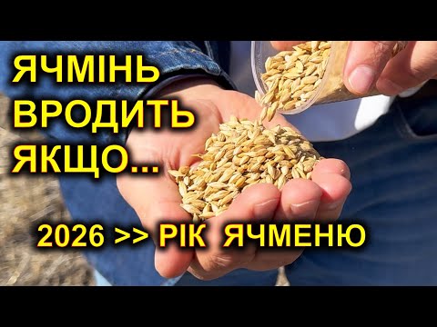 Видео: ЯЧМІНЬ 2026 Чи буде ціна? Чим годувати ячмінь, щоб він годував вас? 