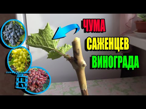 Видео: БОЛЕЗНЬ, КОТОРАЯ УНИЧТОЖАЕТ САЖЕНЦЫ ВИНОГРАДА. СЕВЕРНЫЙ ВИНОГРАДНИК 23-10