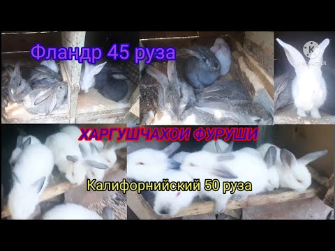 Видео: ФУРУШИ. Харгушчахои Фландр 45 руза. Калифорнийский 50 руза. Харгушпарвари дар Тоҷикистон