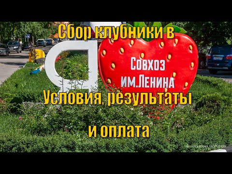 Видео: Сбор клубники в Совхозе им.Ленина. Условия, результаты оплата Picking strawberries Lenin State Farm.