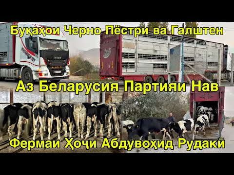 Видео: ДИНА БЕГАҲ АЗ БЕЛАРУС ПАРТИЯИ НАВ БУҚАҲОИ ЧЕРНО ПЁСТРИ ОМАД 29 октября 2025 г.
