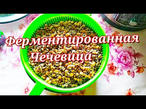 Видео: Ферментация бобовых методом горячего ферментирования. Хороший источник белка для вегетарианцев