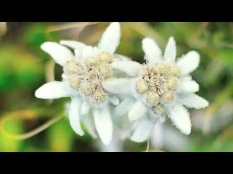 Видео: Самодиви  - Нина Николина