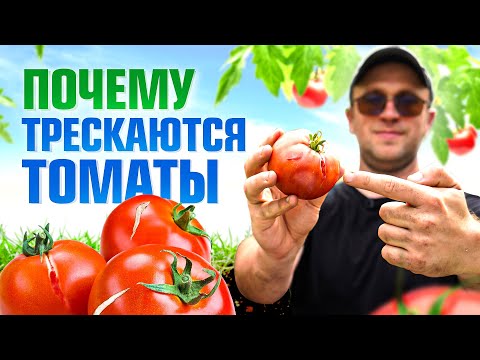 Видео: Что делать, если трескаются помидоры? 5 правил как не допустить растрескивания томатов