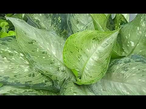 Видео: Забежала в магазин комнатных растений#октябрь месяц
