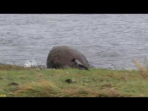 Видео: Музыка Финского залива